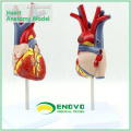 HEART02 (12478) Nuevo modelo de corazón anatómico médico en 2 partes, modelos de anatomía&gt; Modelos de corazón